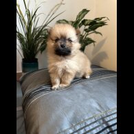Pomeranian - Both