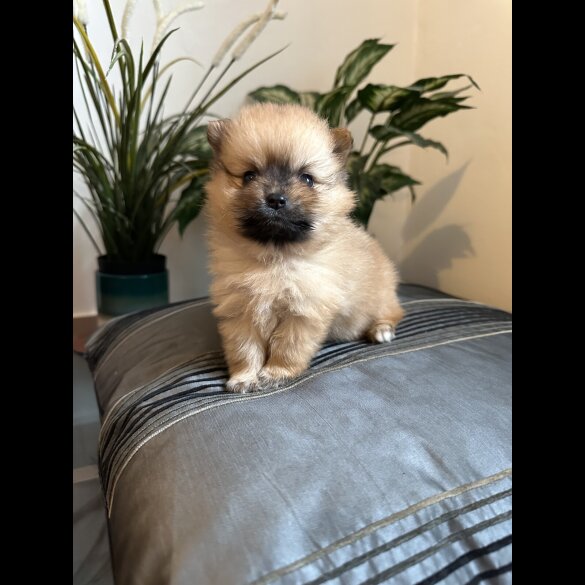 Pomeranian - Both
