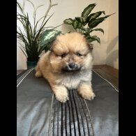 Pomeranian - Both