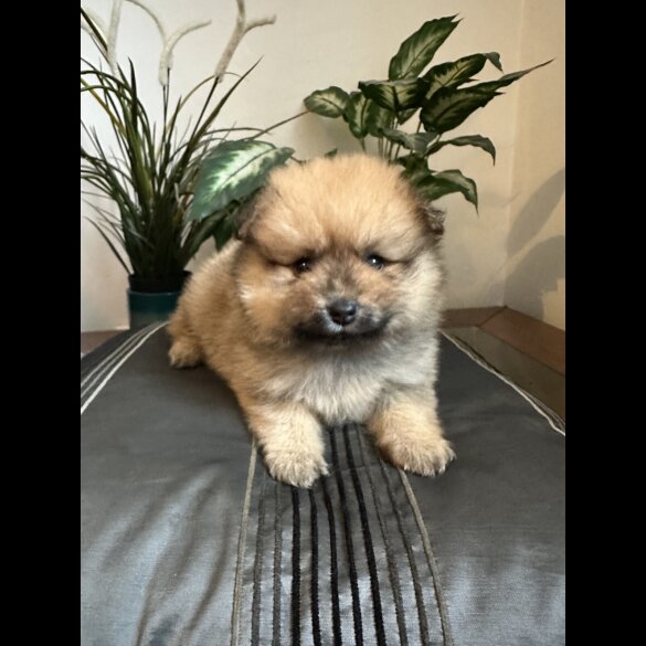 Pomeranian - Both