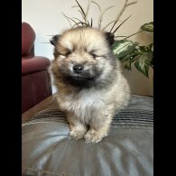 Pomeranian - Both