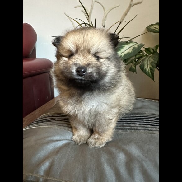 Pomeranian - Both