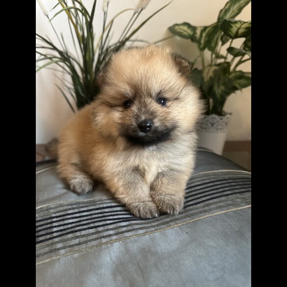 Pomeranian - Both