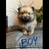 Pomeranian - Both