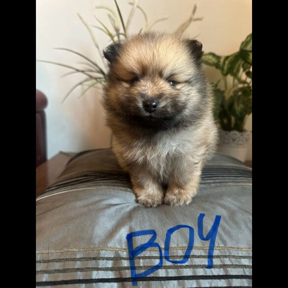 Pomeranian - Both
