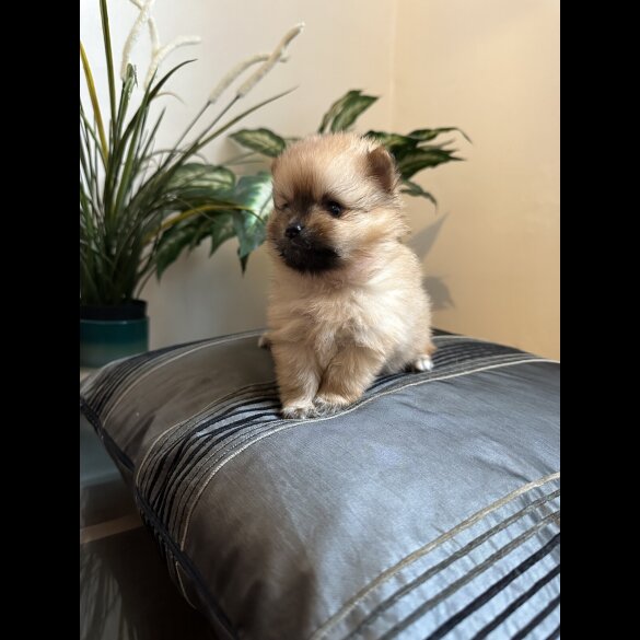 Pomeranian - Both