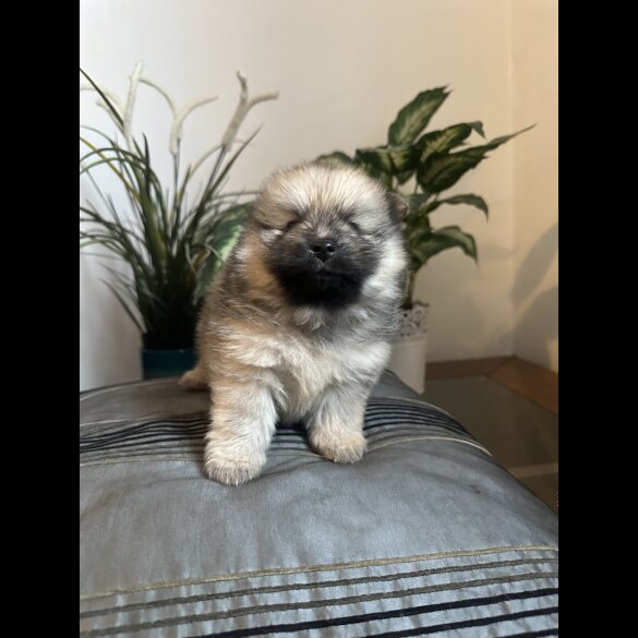 Pomeranian - Both