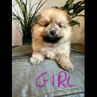 Pomeranian - Both