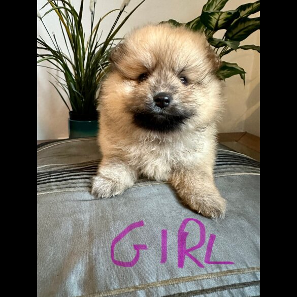 Pomeranian - Both