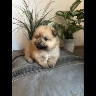 Pomeranian - Both