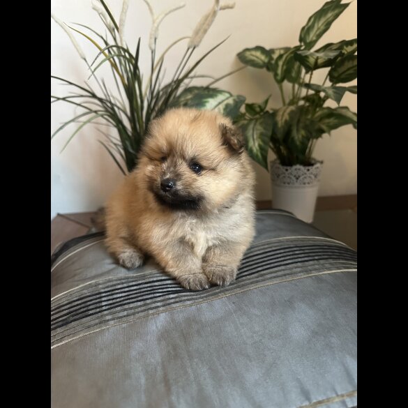 Pomeranian - Both