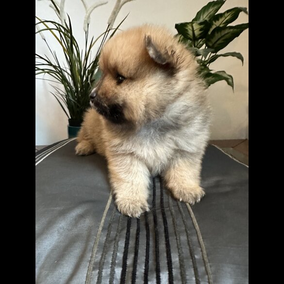 Pomeranian - Both