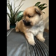 Pomeranian - Both