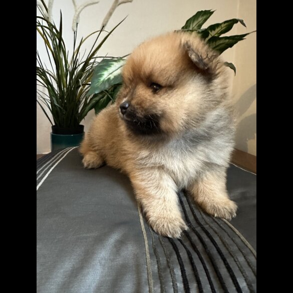 Pomeranian - Both