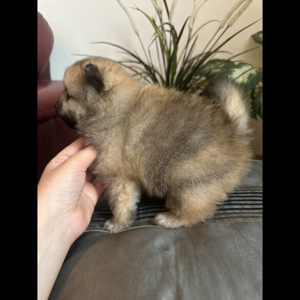Pomeranian - Both