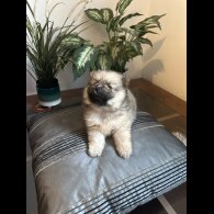 Pomeranian - Both