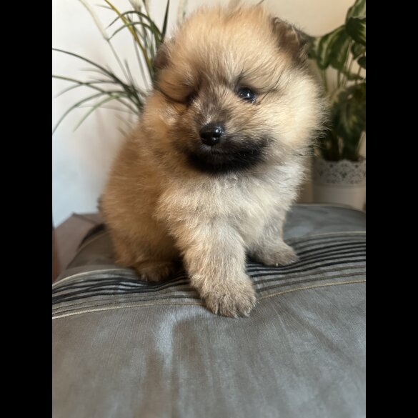 Pomeranian - Both