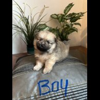 Pomeranian - Both
