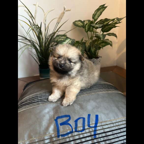Pomeranian - Both
