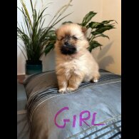 Pomeranian - Both