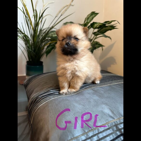 Pomeranian - Both
