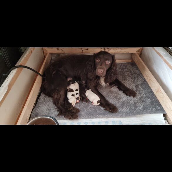 Sprocker Spaniel - Both