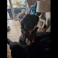 Sprocker Spaniel - Both