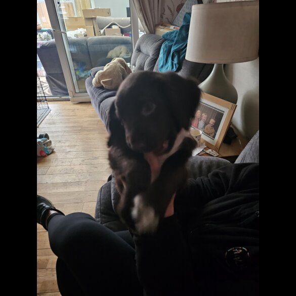 Sprocker Spaniel - Both