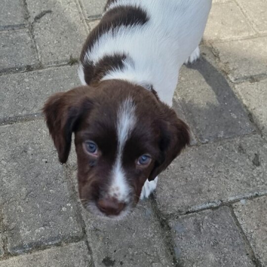 Sprocker Spaniel - Both