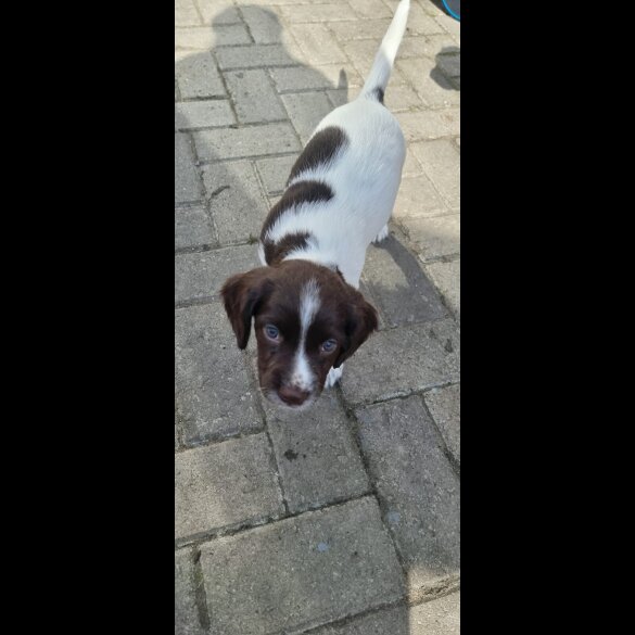 Sprocker Spaniel - Both