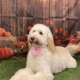 Labradoodle - Both
