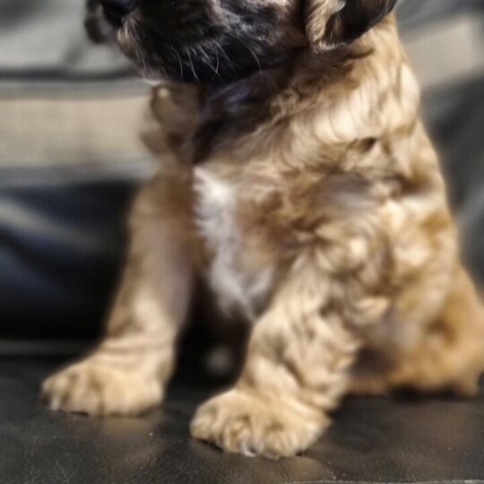 Tibetan Terrier - Dogs