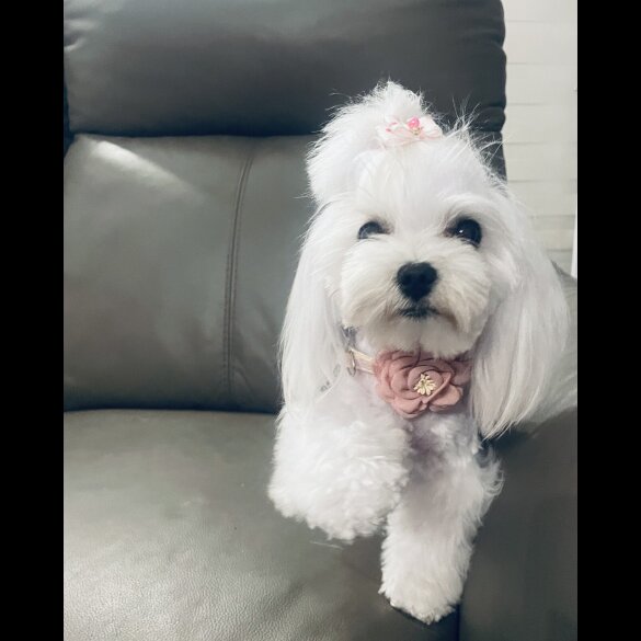 Maltese - Bitches