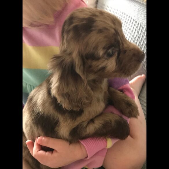 Cocker Spaniel (Working &amp; Show) - Both
