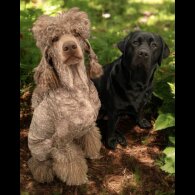 Labradoodle - Both