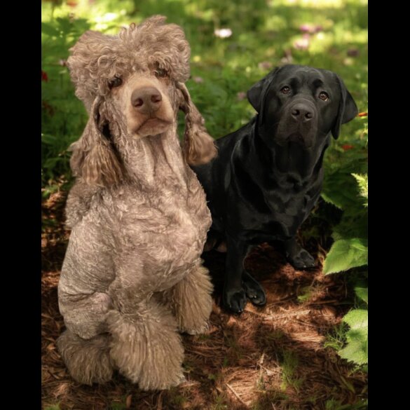 Labradoodle - Both