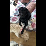 Labradoodle - Both