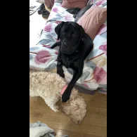 Labradoodle - Both
