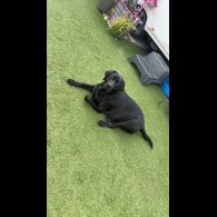 Labradoodle - Both
