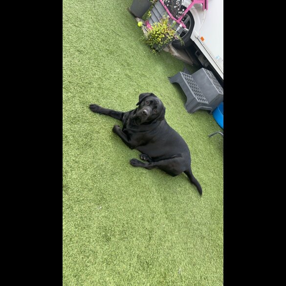 Labradoodle - Both