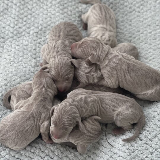 Weimaraner - Both