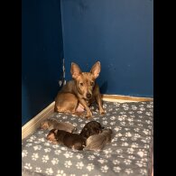 Jack Russell - Both