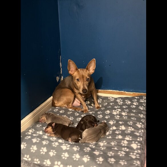 Jack Russell - Both