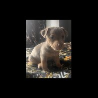 Jack Russell - Both