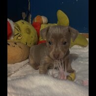 Jack Russell - Both