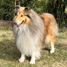 Rough Collie