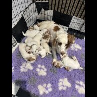 Cocker Spaniel (Working &amp; Show) - Both