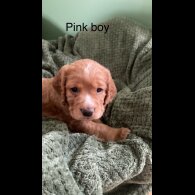 Cocker Spaniel (Working &amp; Show) - Dogs