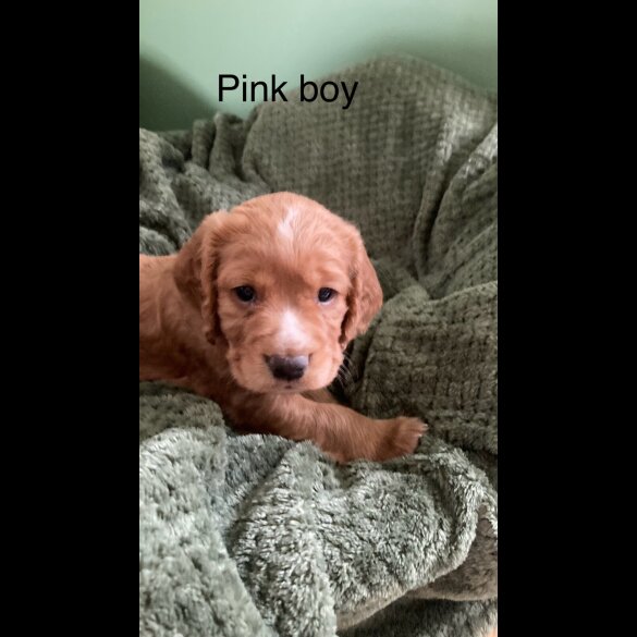 Cocker Spaniel (Working &amp; Show) - Dogs