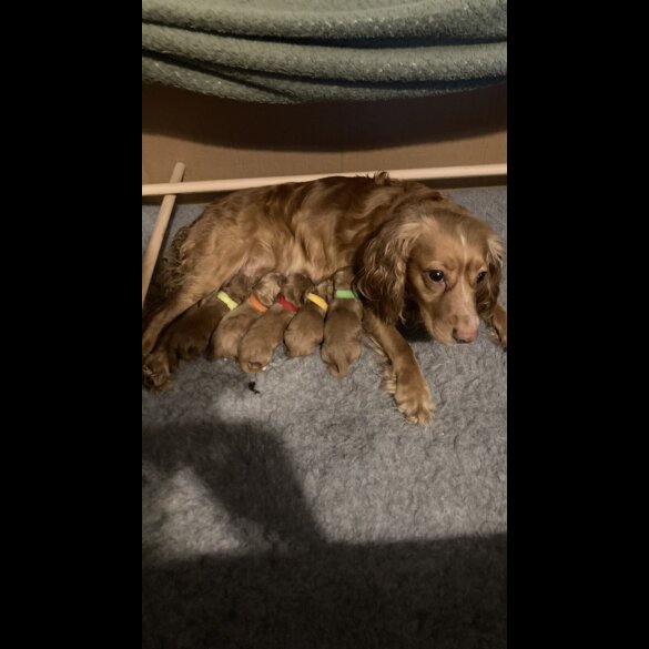Cocker Spaniel (Working &amp; Show) - Dogs